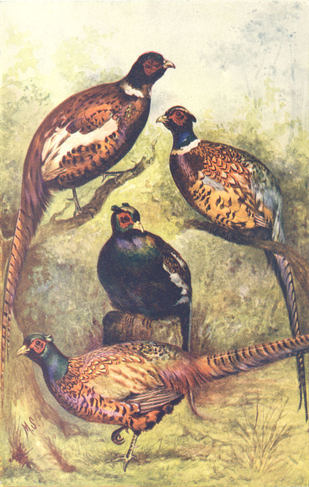 BIRDS. Pheasants; Phasianus mongolicus. versicolor. colchicus. torquatus 1912